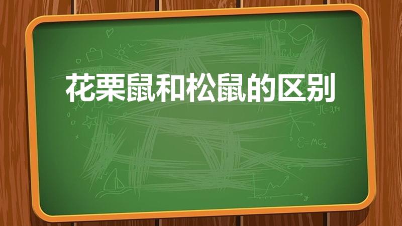 花栗鼠和松鼠的区别（花栗鼠和松鼠的区别是什么）