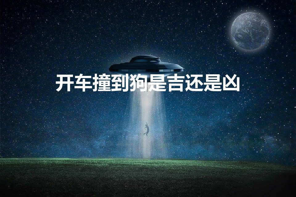 开车撞到狗是吉还是凶（开车撞到狗有什么兆头）