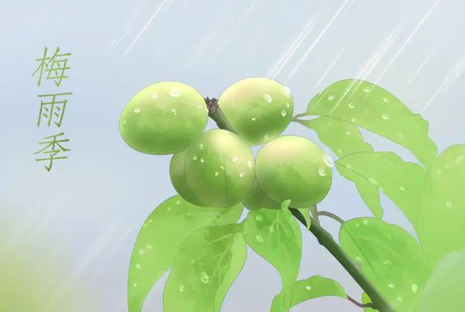 梅雨季节是什么意思（梅雨季节的特点）