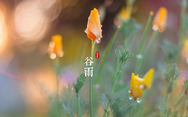 谷雨是几月几日(谷雨有什么风俗传统)