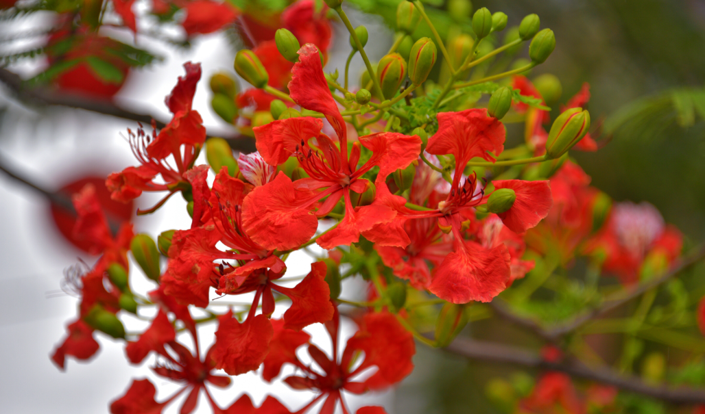 凤凰花的花语和象征代表意义（凤凰花有什么花语）