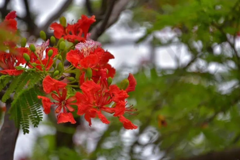 凤凰花的花语和象征代表意义（凤凰花有什么花语）