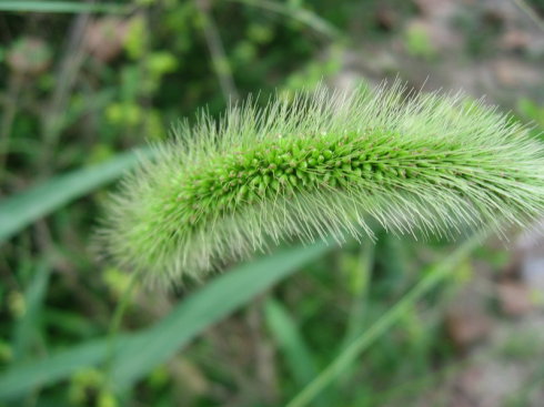 十二生肖，各有各的“幸运花”，爱花的人别养错了