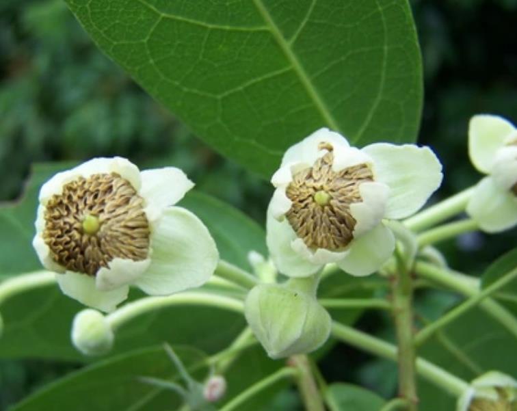 十二生肖，各有各的“幸运花”，爱花的人别养错了