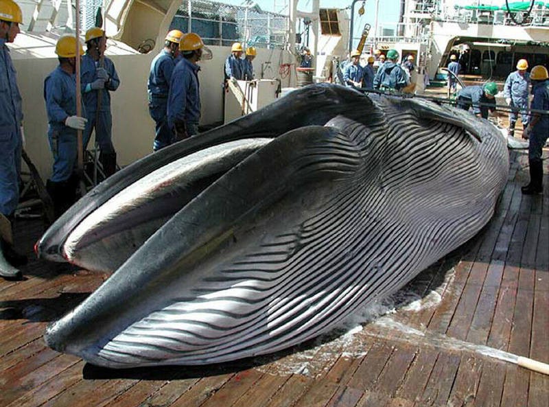 最大的鲸鱼是什么鲸蓝鲸究竟有多大