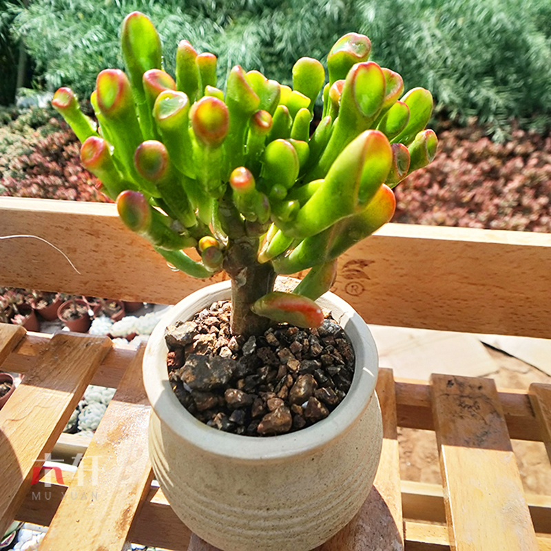 风水中最招财的植物有哪些(客厅最旺财的植物推荐)