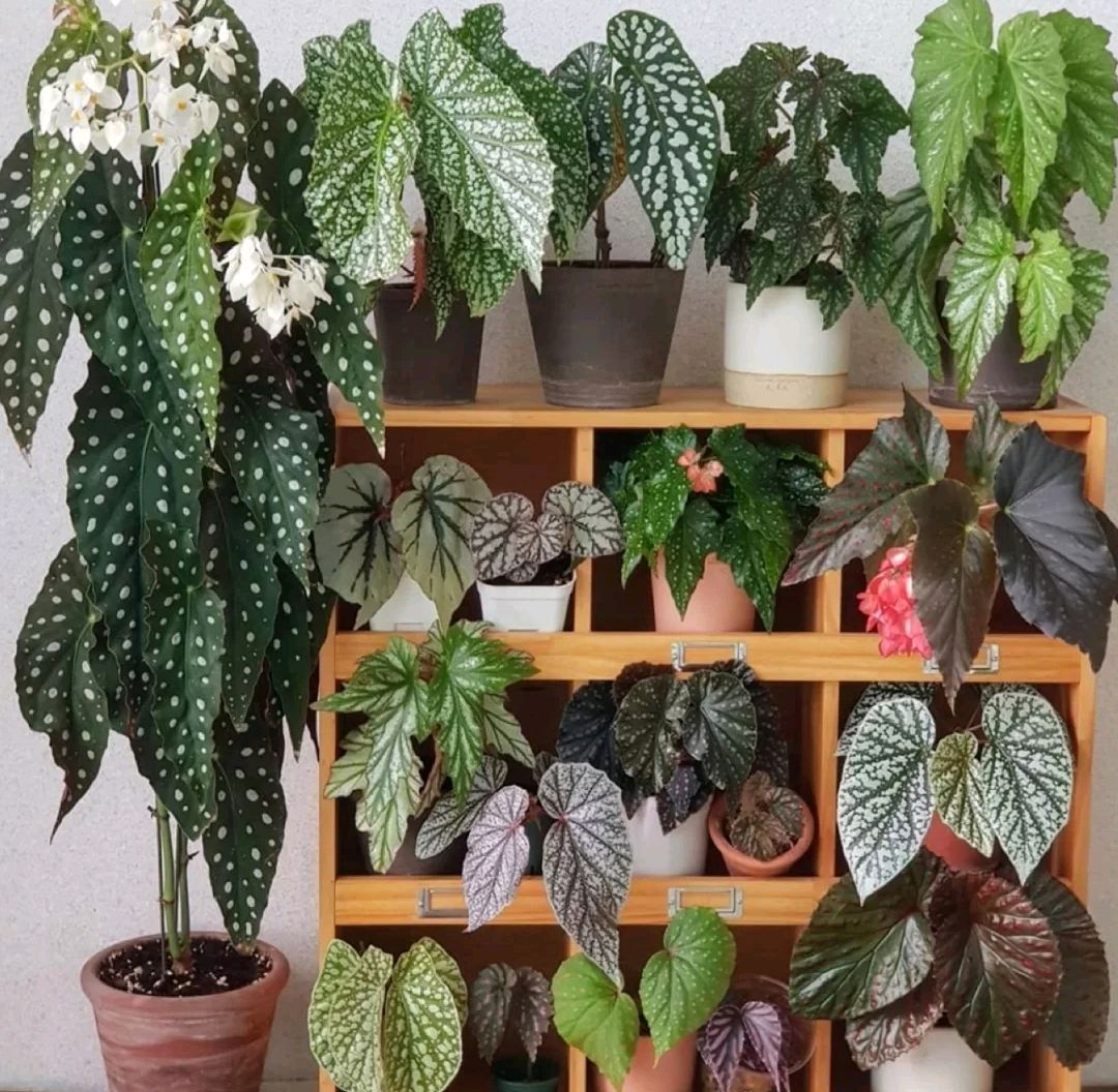 室内观赏植物100种图片
