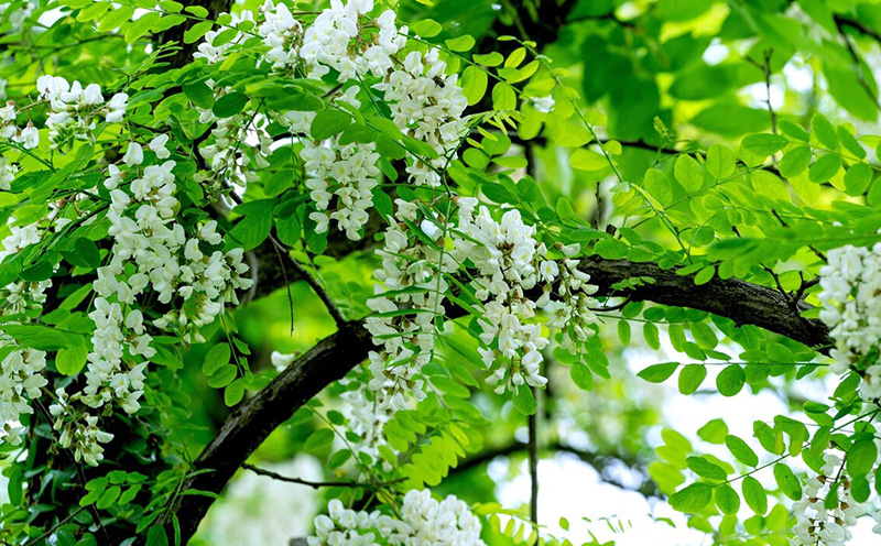 院子里种什么果树风水好又旺财(老祖宗给出了答案)