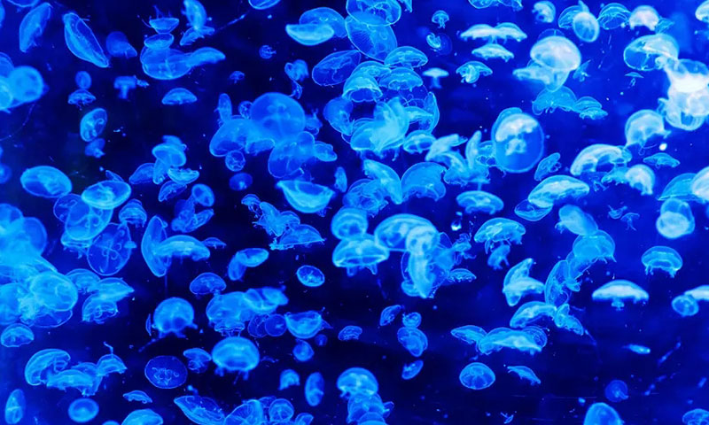 海洋中存在会发光的生物吗会发光的海底生物