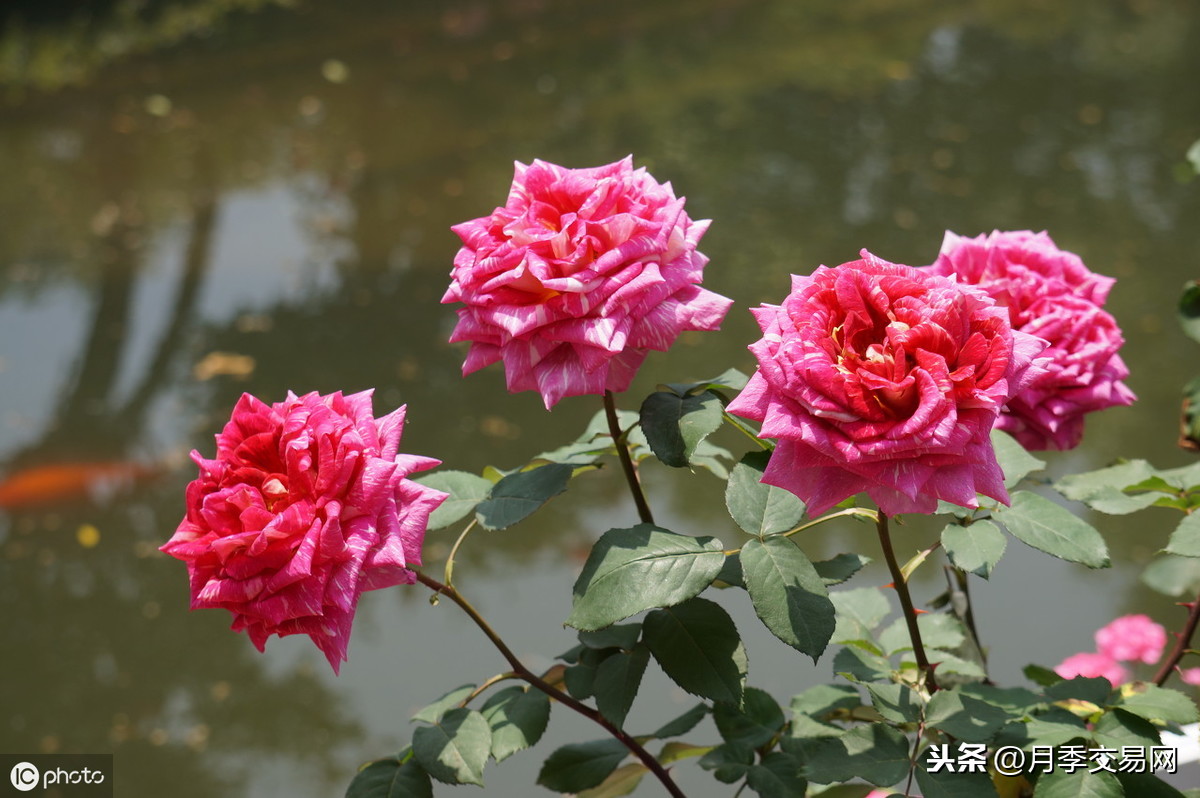 月季花风水上有忌讳吗(镇宅又聚财的花)