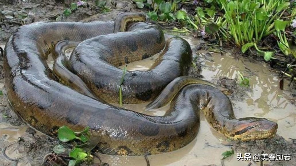 亚马逊河流巨蟒图片