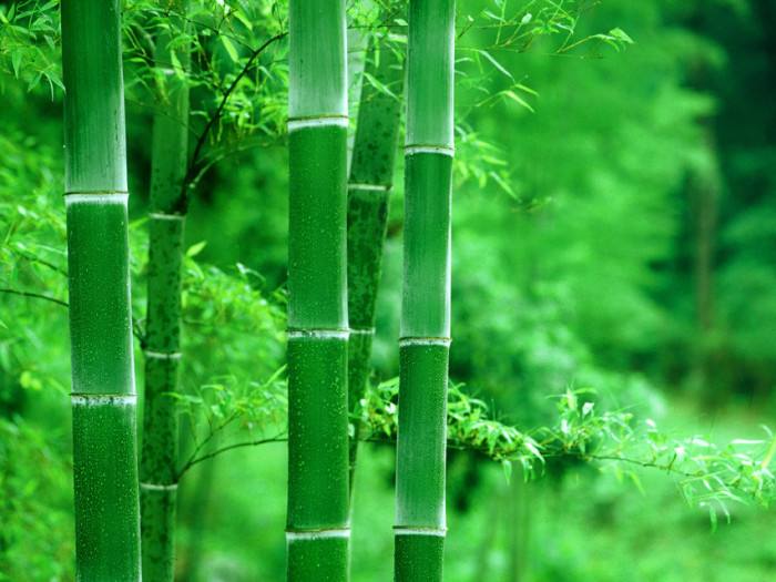 屋前种什么树最旺风水，门前栽四大镇宅之树，旺宅风水好！