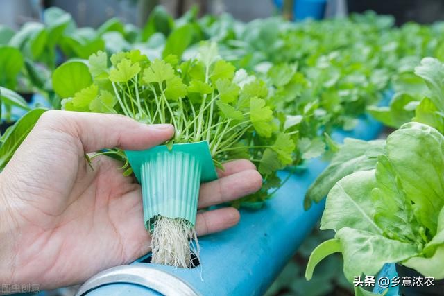 無土栽培有機蔬菜種植方法家庭小型無土栽培有機蔬菜技術