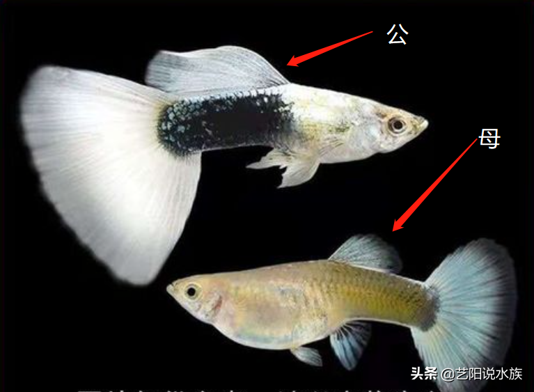 凤尾龙睛鱼怎么分公母图片