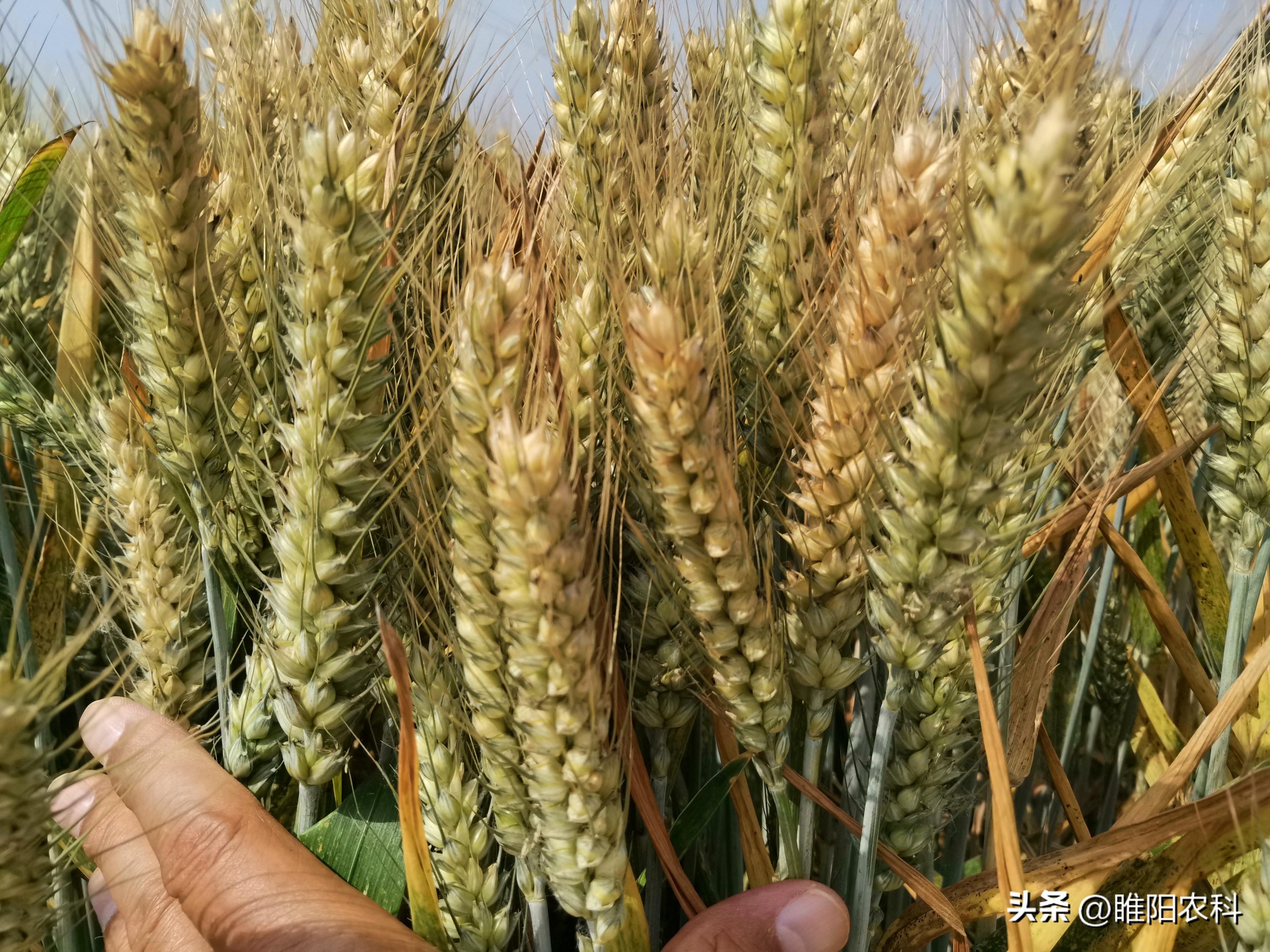 济麦70小麦品种简介图片