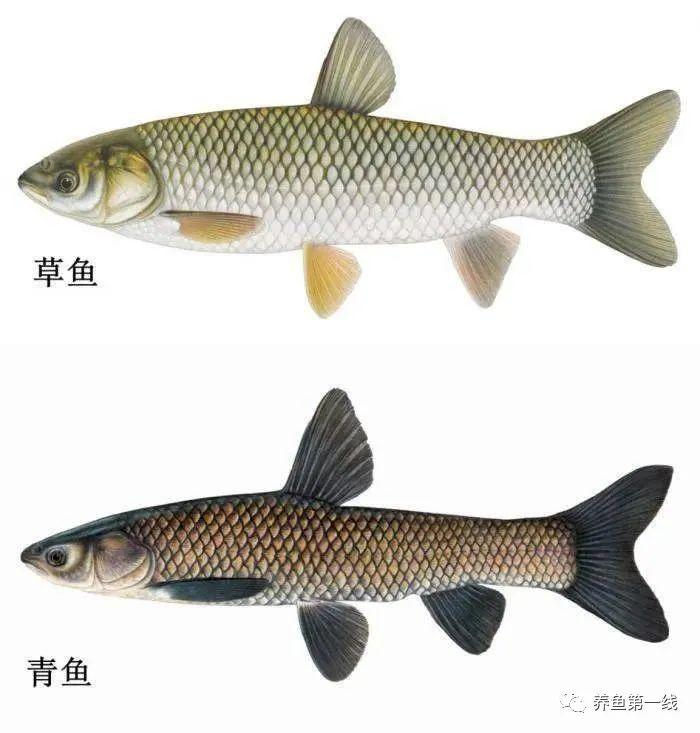 皖鱼和草鱼的区别图图片