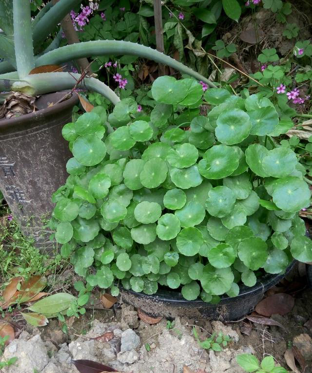 风水中最招财的植物有哪些(客厅最旺财的植物推荐)