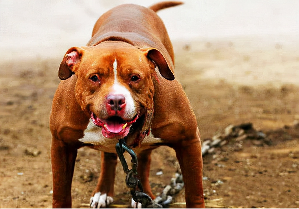 世界十大猛犬排名(世界十大最危險猛犬)-風水人