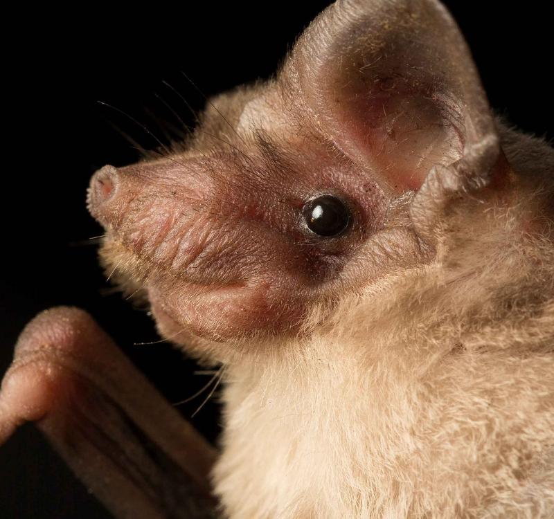 泰国猪鼻蝙蝠图片