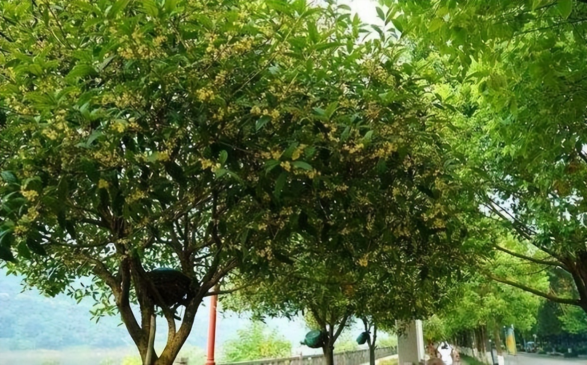 桂花树的风水禁忌图片