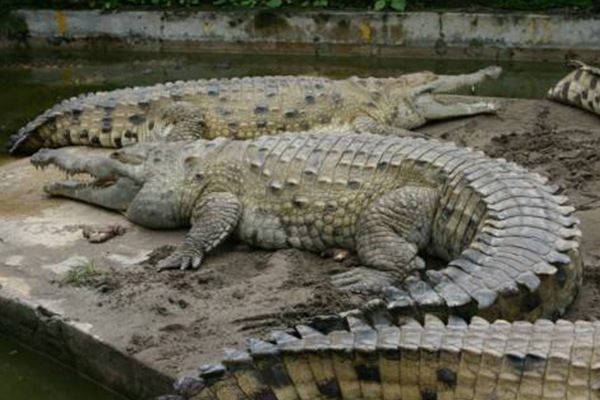 十大鳄鱼排名世界十大体型最大的鳄鱼
