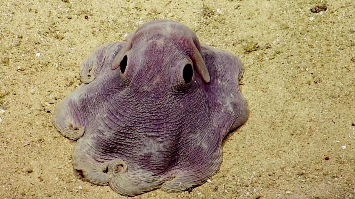 海底不明生物图片