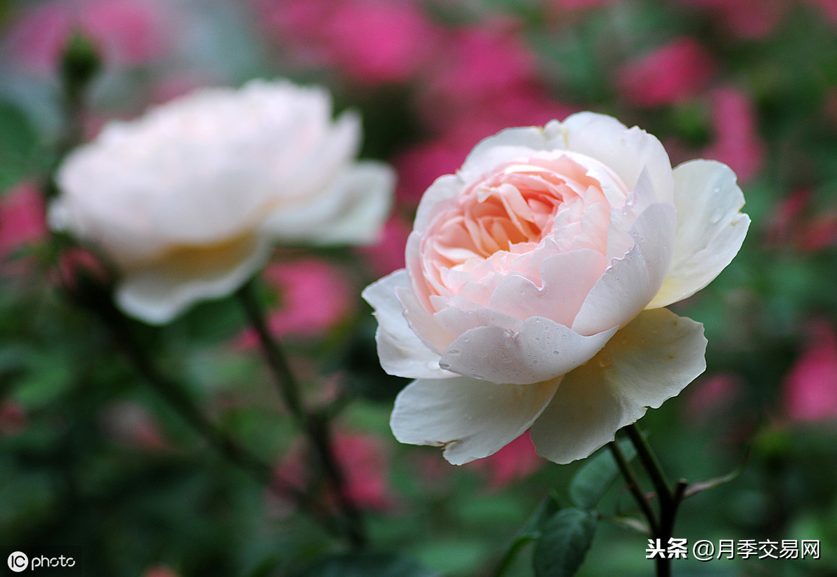 月季花风水上有忌讳吗(镇宅又聚财的花)