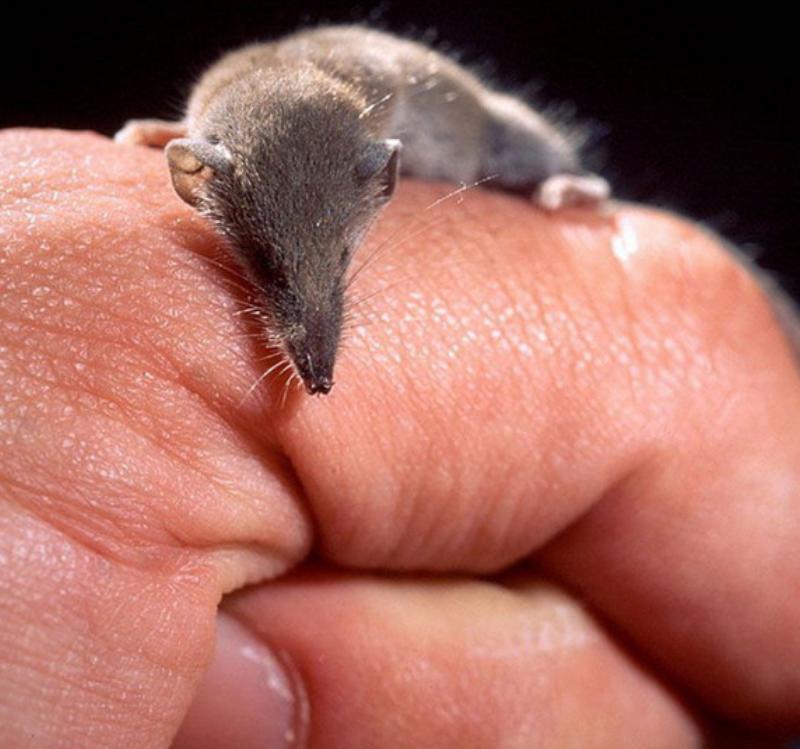 世界上最小的动物世界九种最小动物盘点