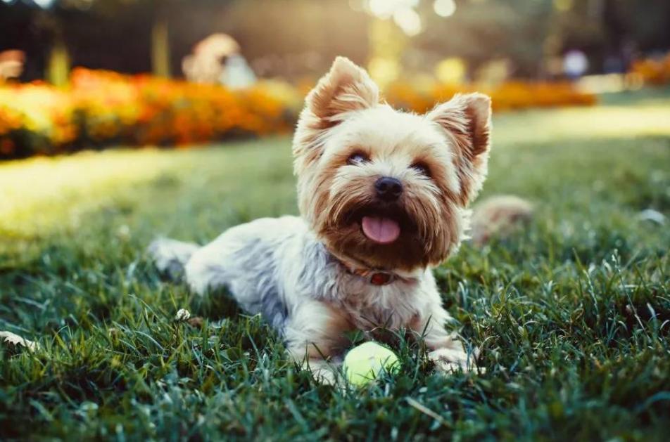 小型犬品種大全(適合家養的小型寵物狗前十名)-風水人