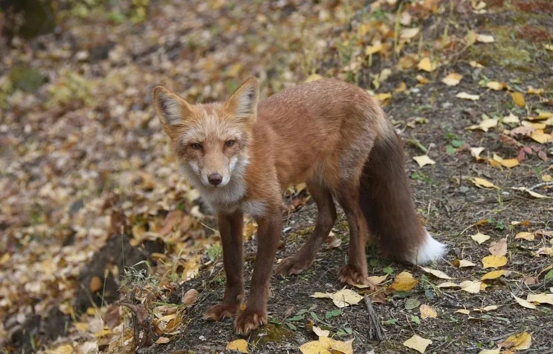 狐狸是國家保護動物嗎(是國家