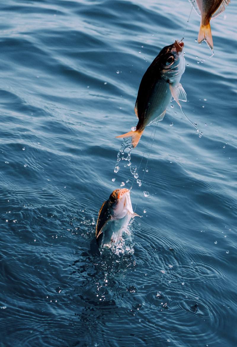 以至於生物學家幾十年都無法確定這種魚的運動方式,扇動它像鳥一樣